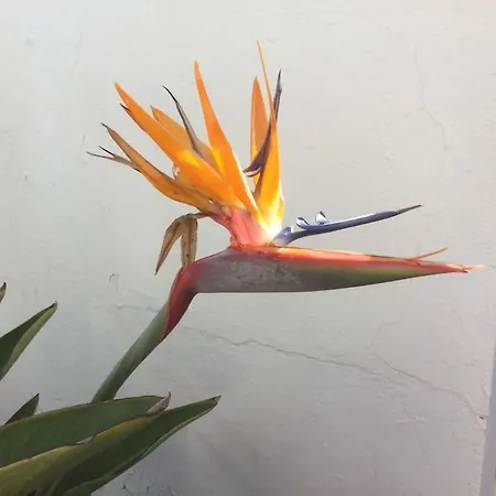 Natural Y Sano: Charco del Palo